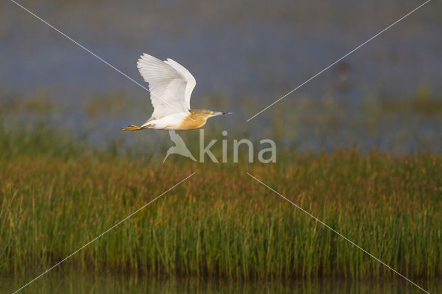 Ralreiger (Ardeola ralloides)