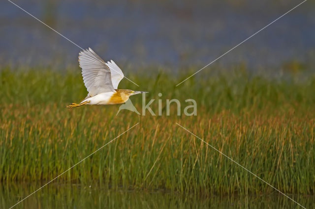 Squacco Heron (Ardeola ralloides)