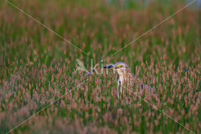 Squacco Heron (Ardeola ralloides)