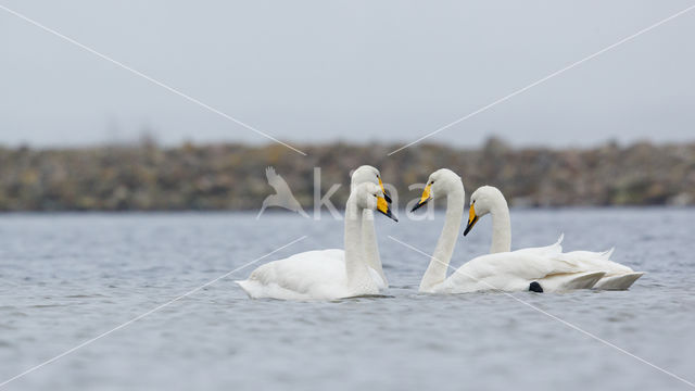 Wilde Zwaan (Cygnus cygnus)