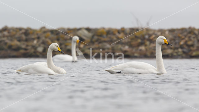 Whooper Swan (Cygnus cygnus)