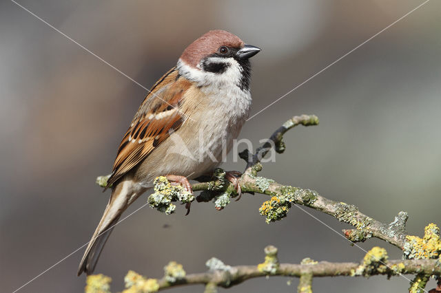 Eurasian Tree Sparrow (Passer montanus)