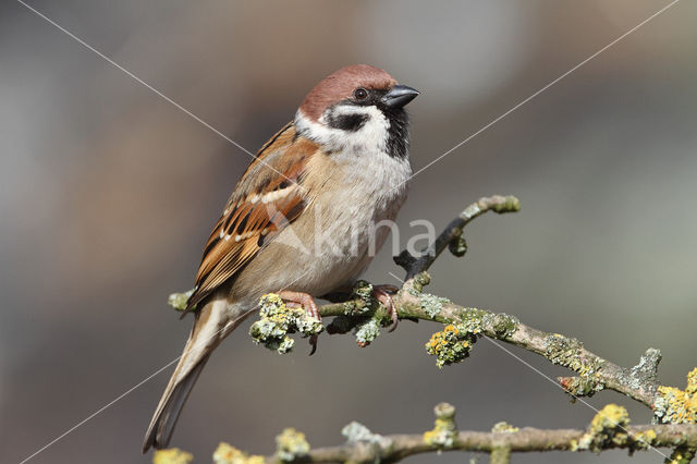 Eurasian Tree Sparrow (Passer montanus)