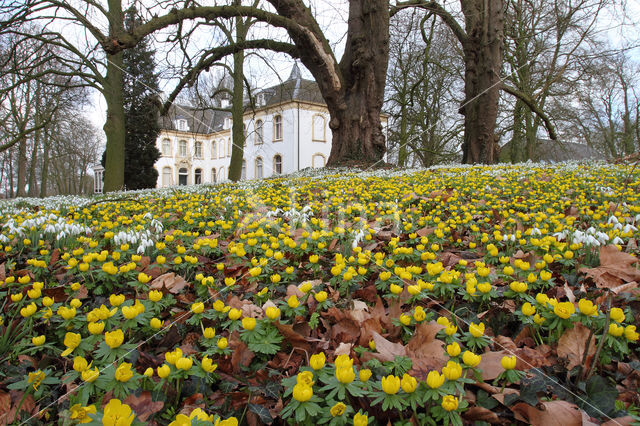 Winter Aconite (Eranthis hyemalis)