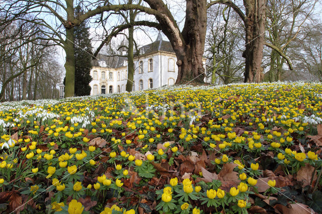 Winter Aconite (Eranthis hyemalis)