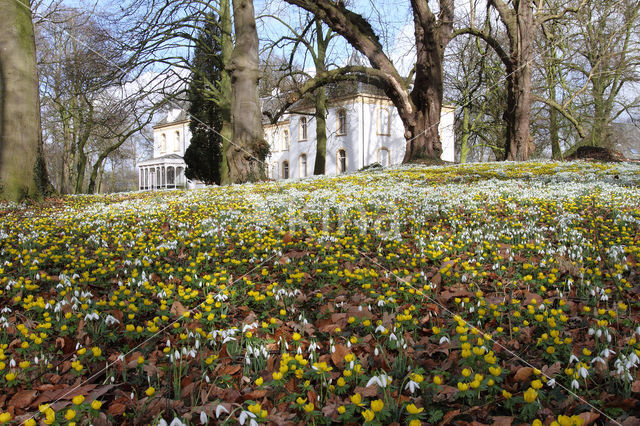 Winter Aconite (Eranthis hyemalis)