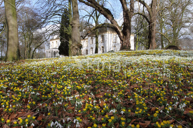 Winter Aconite (Eranthis hyemalis)