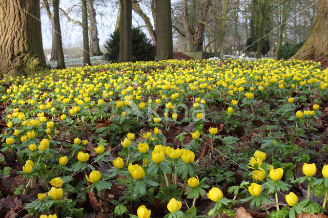 Winter Aconite (Eranthis hyemalis)