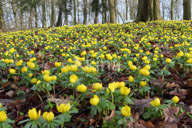 Winter Aconite (Eranthis hyemalis)