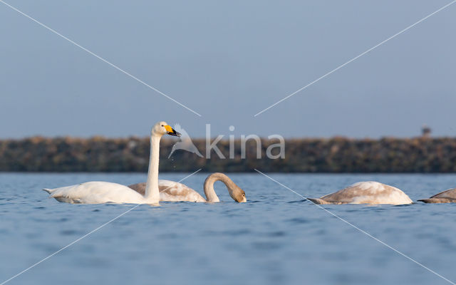 Wilde Zwaan (Cygnus cygnus)