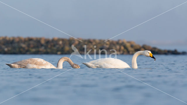 Wilde Zwaan (Cygnus cygnus)