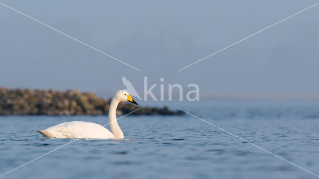 Whooper Swan (Cygnus cygnus)