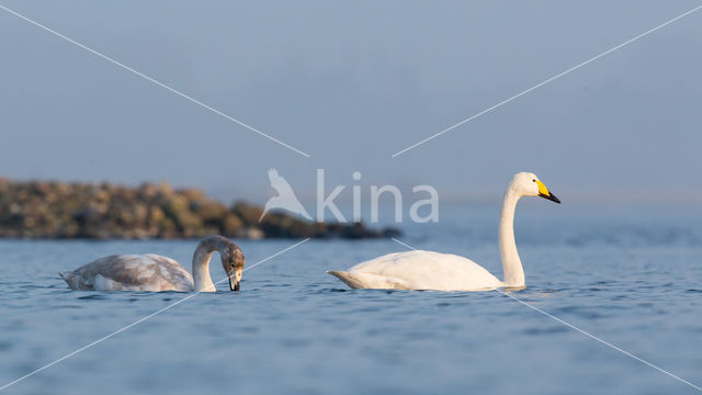 Whooper Swan (Cygnus cygnus)