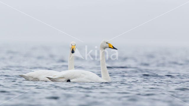 Whooper Swan (Cygnus cygnus)