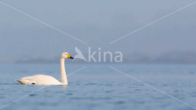 Wilde Zwaan (Cygnus cygnus)