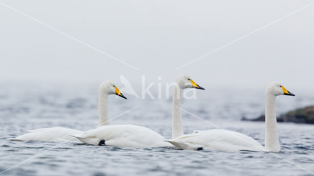 Whooper Swan (Cygnus cygnus)