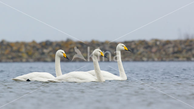 Whooper Swan (Cygnus cygnus)
