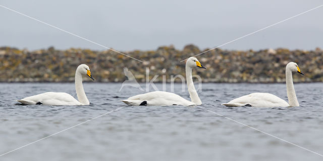 Wilde Zwaan (Cygnus cygnus)