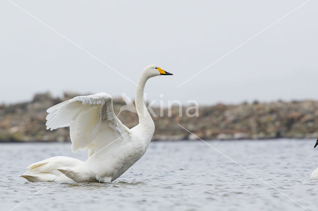 Whooper Swan (Cygnus cygnus)