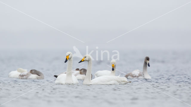 Whooper Swan (Cygnus cygnus)