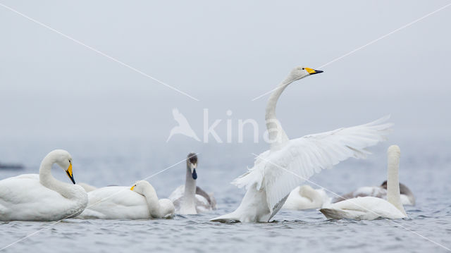 Whooper Swan (Cygnus cygnus)