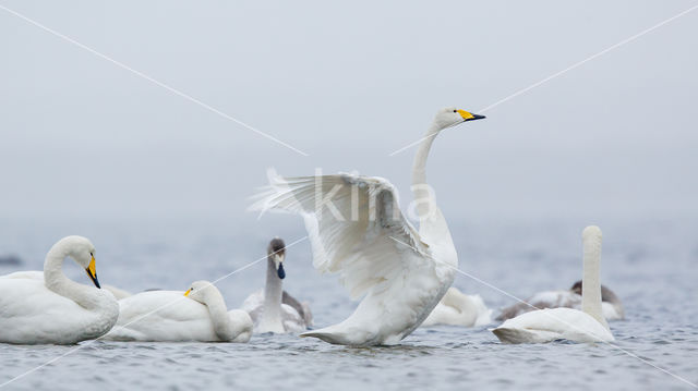 Wilde Zwaan (Cygnus cygnus)