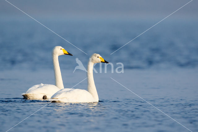 Wilde Zwaan (Cygnus cygnus)