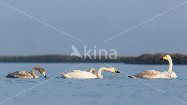 Wilde Zwaan (Cygnus cygnus)