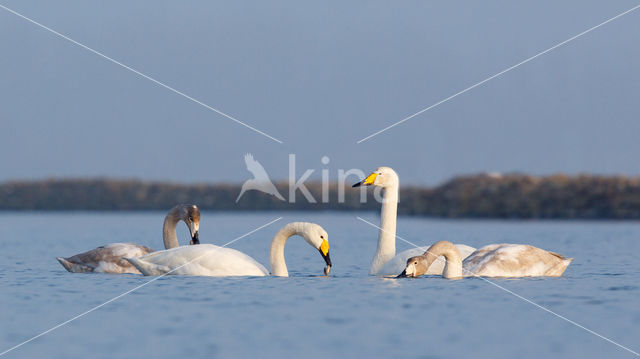 Wilde Zwaan (Cygnus cygnus)