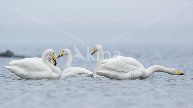 Wilde Zwaan (Cygnus cygnus)