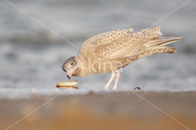 Grote Burgemeester (Larus hyperboreus)