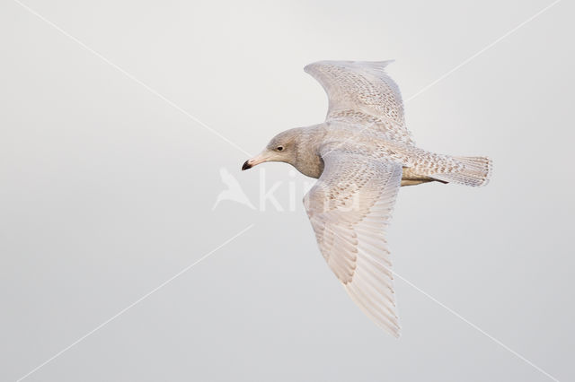 Grote Burgemeester (Larus hyperboreus)