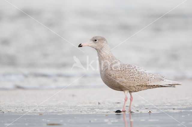 Glaucous Gull (Larus hyperboreus)