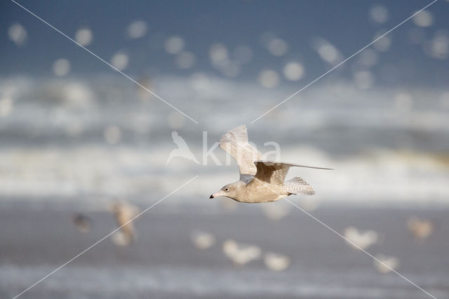 Glaucous Gull (Larus hyperboreus)