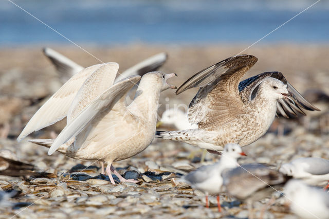 Glaucous Gull (Larus hyperboreus)