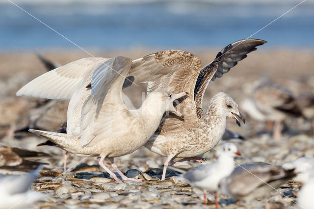 Grote Burgemeester (Larus hyperboreus)