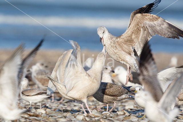 Grote Burgemeester (Larus hyperboreus)