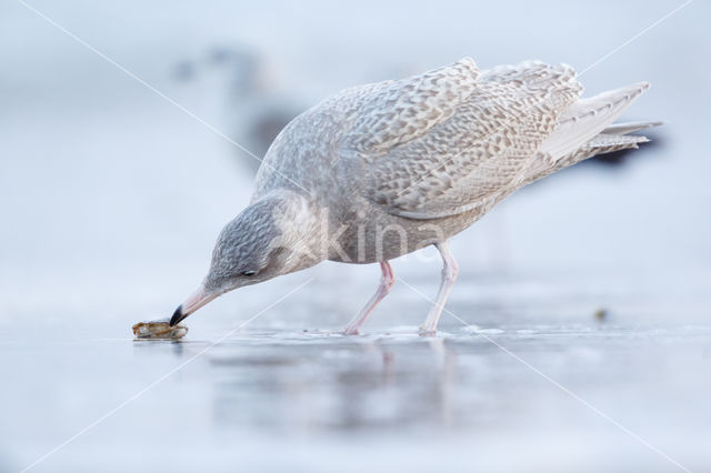 Glaucous Gull (Larus hyperboreus)