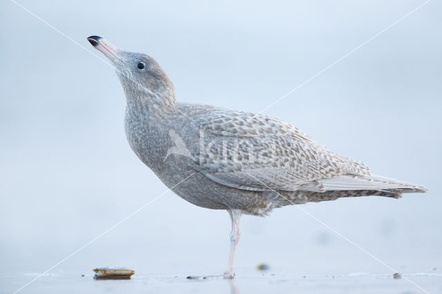 Grote Burgemeester (Larus hyperboreus)