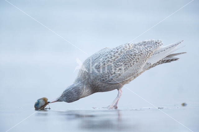 Glaucous Gull (Larus hyperboreus)