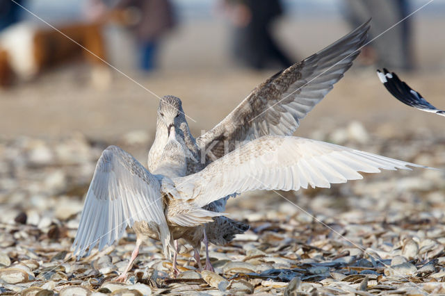 Glaucous Gull (Larus hyperboreus)