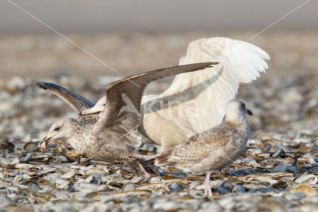 Glaucous Gull (Larus hyperboreus)