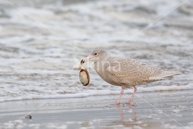 Grote Burgemeester (Larus hyperboreus)