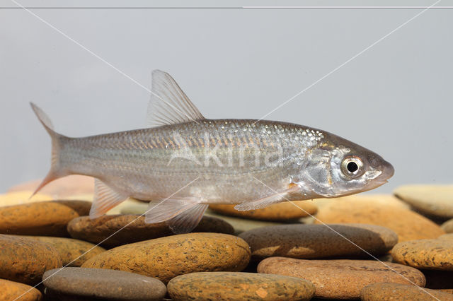 Nose Carp (Chondrostoma nasus)