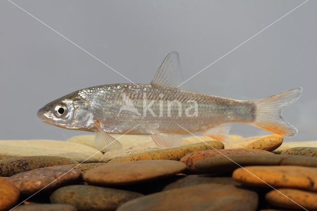 Nose Carp (Chondrostoma nasus)