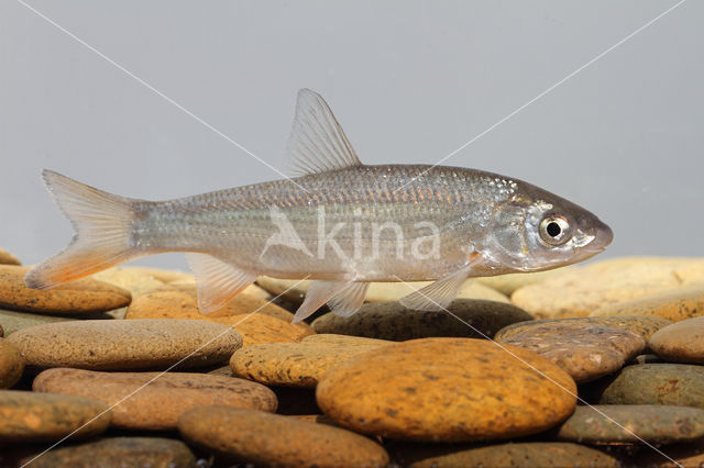 Nose Carp (Chondrostoma nasus)