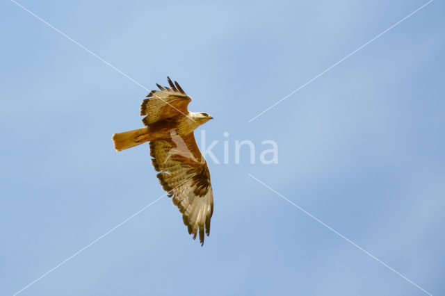 Arendbuizerd (Buteo rufinus)