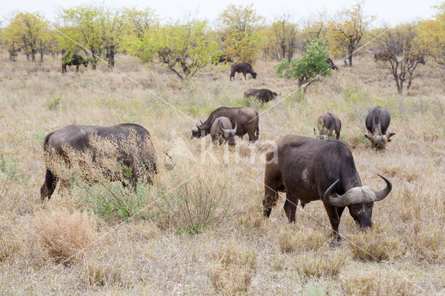 Cape buffalo (Syncerus caffer)