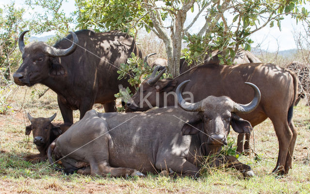 Kaapse buffel (Syncerus caffer)