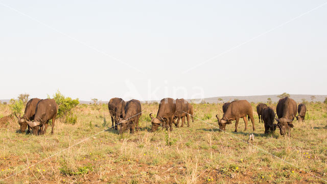 Kaapse buffel (Syncerus caffer)